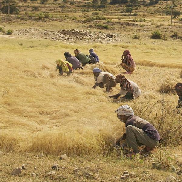 Teff_Harvest_Northern_Ethiopia_1024px