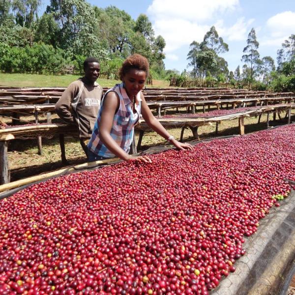 ethiopia (1)