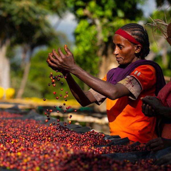 Ethiopian Coffee